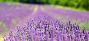 Provence – Les Plus Beaux Villages