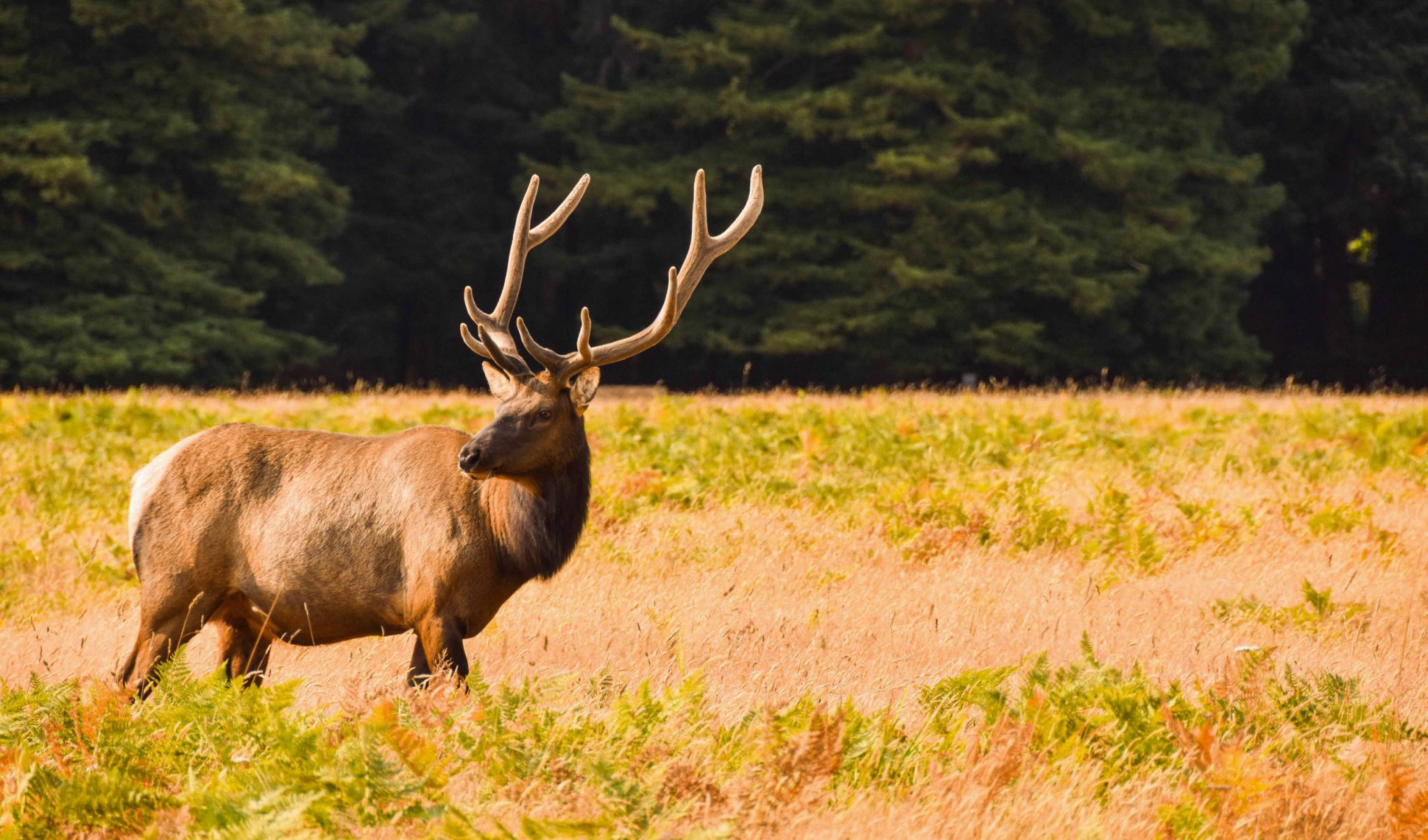 elk county PA, Elk County, USA 1.